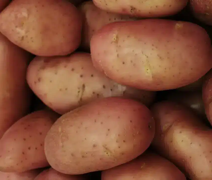 Precio de la papa se dispara hasta 1015 en 2026 Cuánto cuesta el kilo hoy | Precio del kilo de papa en México 2026 aumento histórico