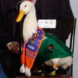 Lotería Nacional lanzará billete conmemorativo del Pato Merlín