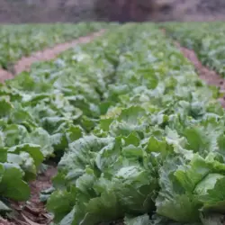 Estados Unidos vincula brote de ciclosporiasis a lechuga mexicana de Taylor Farms | casos de diarrea en Estados Unidos