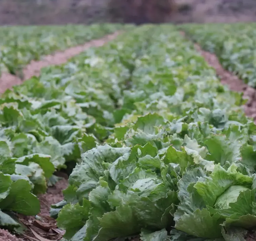 Estados Unidos vincula brote de ciclosporiasis a lechuga mexicana de Taylor Farms | casos de diarrea en Estados Unidos