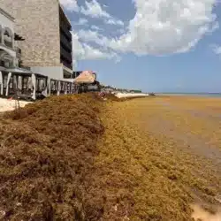 Hoteles de Tulum contemplan cerrar durante la temporada de sargazo por altos costos