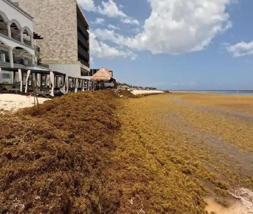 Hoteles de Tulum contemplan cerrar durante la temporada de sargazo por altos costos