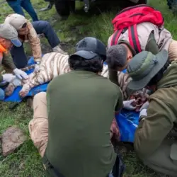 Murió el tigre de bengala blanco Kenzo tras operativo de rescate