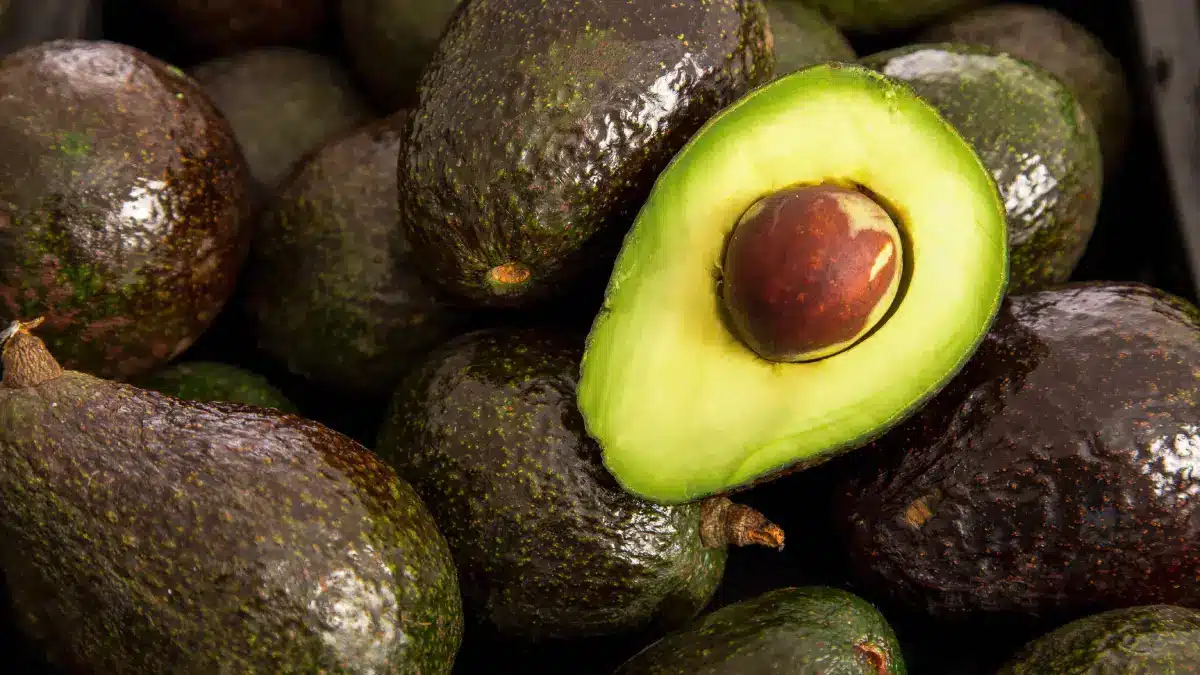 Aguacate de Michoacán exportación a EU sigue suspendida por tercer día | Aguacate de Michoacán exportación a EU sigue suspendida por tercer día