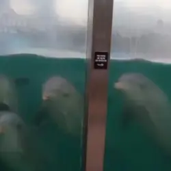Delfines abandonados Quintana Roo plantea eutanasia para casos extremos | Delfines abandonados Quintana Roo plantea eutanasia para casos extremos