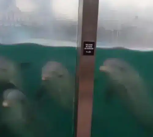 Delfines abandonados Quintana Roo plantea eutanasia para casos extremos | Delfines abandonados Quintana Roo plantea eutanasia para casos extremos