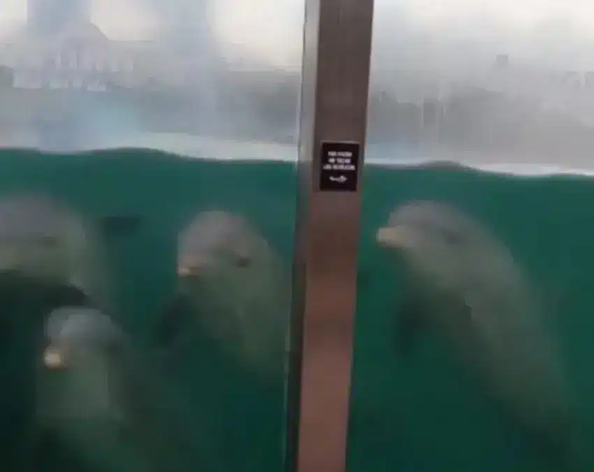 Delfines abandonados Quintana Roo plantea eutanasia para casos extremos | Delfines abandonados Quintana Roo plantea eutanasia para casos extremos