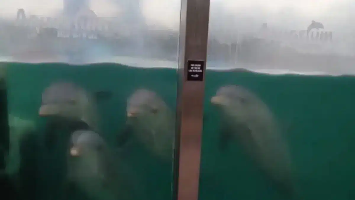 Delfines abandonados Quintana Roo plantea eutanasia para casos extremos | Delfines abandonados Quintana Roo plantea eutanasia para casos extremos