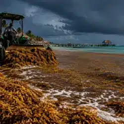 Sargazo alcanza récord histórico en el Caribe con más de 90 mil toneladas diarias en 2026