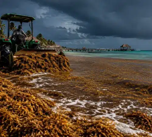 Sargazo alcanza récord histórico en el Caribe con más de 90 mil toneladas diarias en 2026