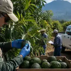 EU reanuda vigilancia fitosanitaria en Michoacán tras suspensión por seguridad