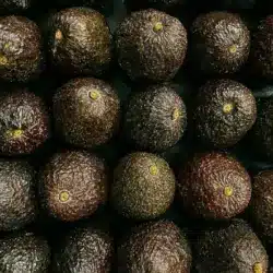 Aguacate de Sinaloa podría llegar a Asia: así sería el camino para exportarlo