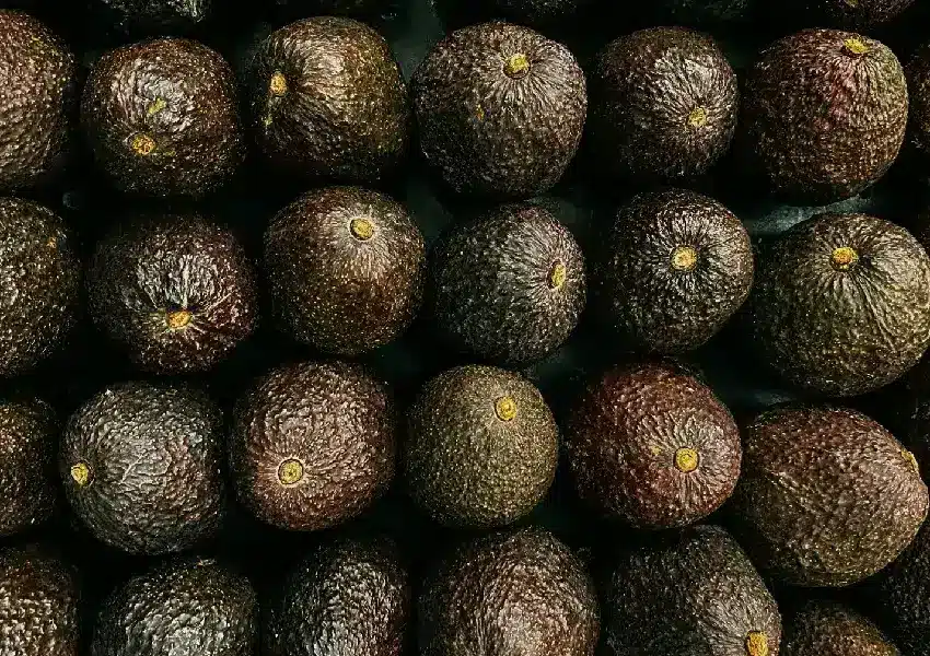 Aguacate de Sinaloa podría llegar a Asia: así sería el camino para exportarlo