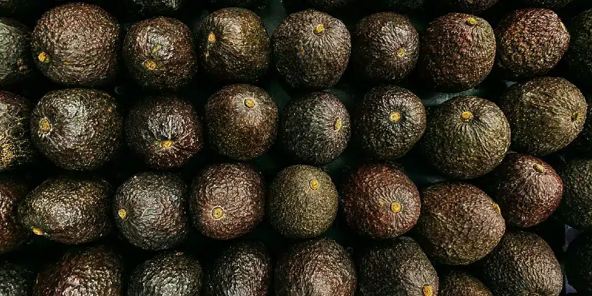 Aguacate de Sinaloa podría llegar a Asia así sería el camino para exportarlo | Aguacate de Sinaloa podría llegar a Asia así sería el camino para exportarlo