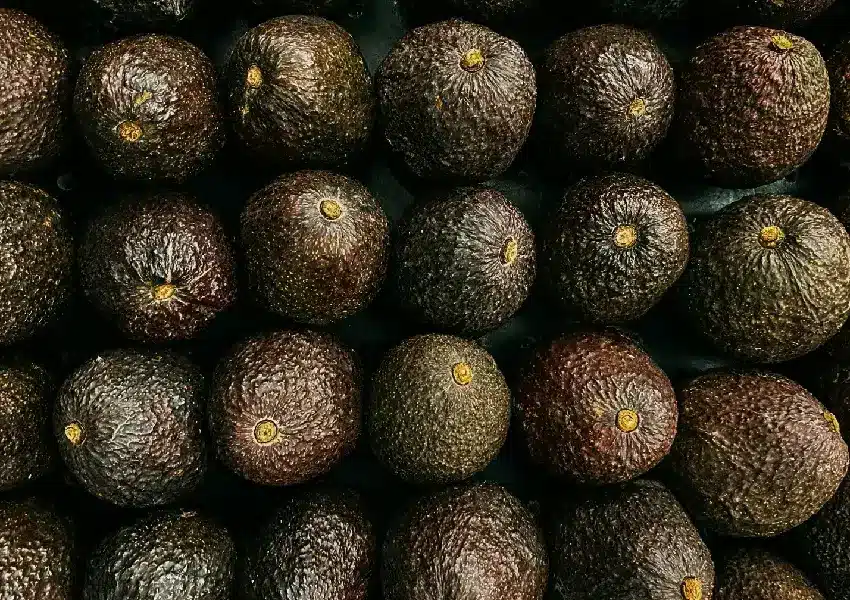 Estados Unidos suspende temporalmente las importaciones de aguacate de Michoacán tras alerta de seguridad | La decisión afecta temporalmente las operaciones de los empaques autorizados para exportar aguacate de Michoacán a Estados Unidos